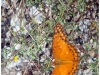 image029