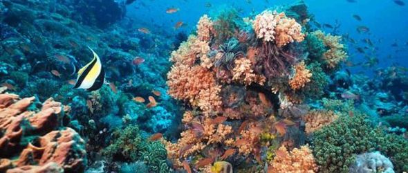 arrecifes-coral