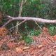 Denuncian tala árboles en Sabana de la Mar