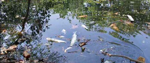 Analizan muerte peces arroyo Itabo de Haina