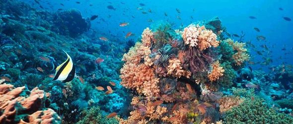 ONU: Evitar la pérdida de ecosistemas marinos puede salvar miles de vidas al año