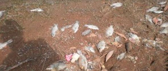 Mueren miles de peces en la presa de hatillo; las causas aún se desconocen