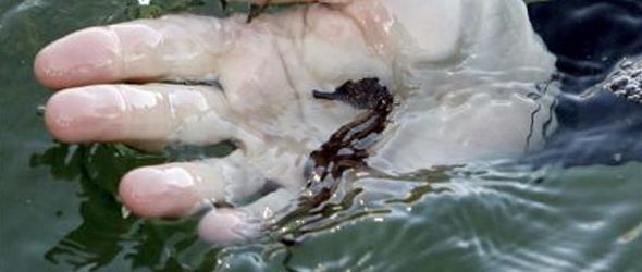 Sigue la depredación de caballitos de mar para venderlos en Asia, dice la prensa