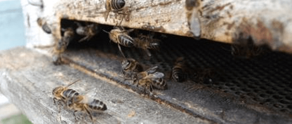 El PNUMA alerta sobre el "colapso" de las colonias de abejas