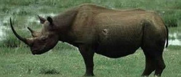 Piden la protección de elefantes y rinocerontes perseguidos por el marfil
