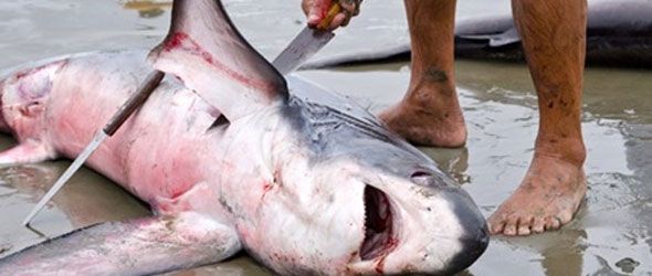 crime-ecologico-caza-tiburones