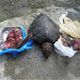 Medio Ambiente somete a tres por caza y venta ilegal de carne de tortugas