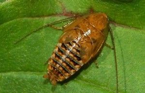 cucarachaectobius