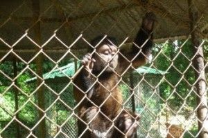 zoologico_moca_requiere_ayuda