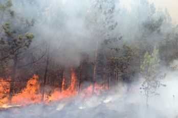 Medio Ambiente amplía medidas para sofocar el fuego en Parque Nacional de  Constanza - Acción Verde | El Portal Ambiental de la República Dominicana