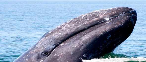 La ballena gris de Baja California Sur