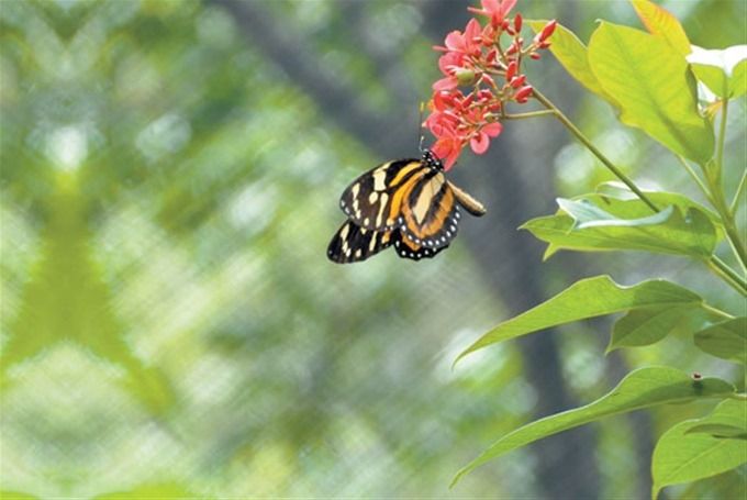 “Las mariposas tienen sus colores favoritos -dice-, según un estudio que realizamos el año pasado. Le pusimos varios colores para darnos cuenta por cuáles se inclinaban y descubrimos que el rojo, el amarillo y el naranja son sus colores favoritos”.