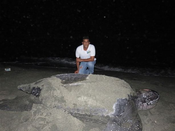 Un ejemplar de tortuga Tinglar (Dermochelys coriacea) de aproximadamente dos metros, arribó la noche del jueves a la playa Manresa y desovó un total de 88 huevos.