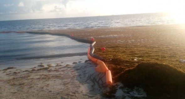 Prueban con éxito una barrera para frenar las algas en playas de Bávaro