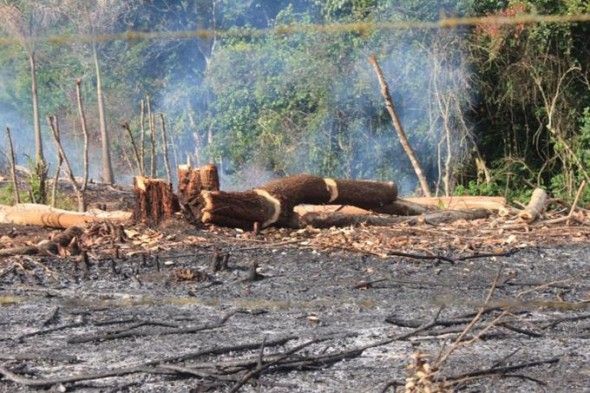 Miles de árboles han sido derribados en las últimas semanas en una extensa zona boscosa de este distrito municipal perteneciente a Yamasá, provincia Monte Plata, acción que ha sido calificada como un “crimen ecológico” por varias entidades ambientalistas.