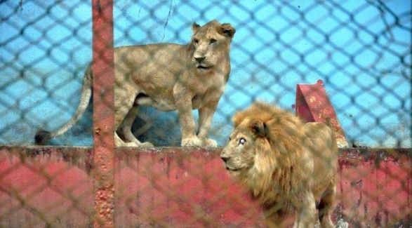 El zoológico de Moca: lo que fue un hogar para los animales hoy es un infierno
