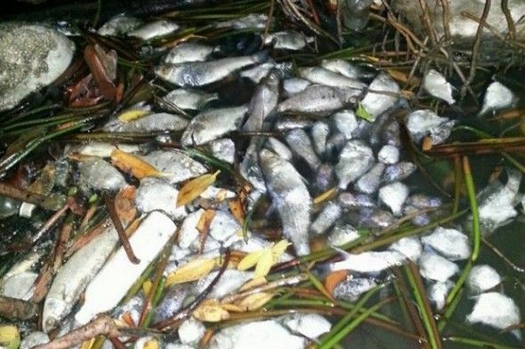 Manos criminales envenenan miles de peces en desembocadura rió Yaque en Montecristi