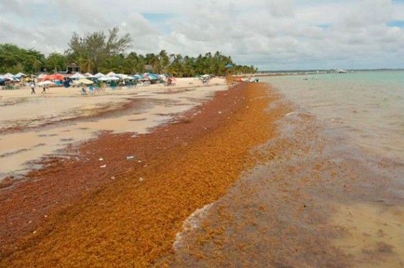Medio Ambiente pide al Ministerio de Turismo limpiar algas - See more at: http://www.elcaribe.com.do/2015/10/07/medio-ambiente-pide-turismo-enfrentar-algas#sthash.khRv3IVw.dpuf