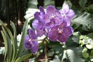 orquideasjardinbotanico