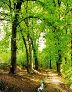 21 de marzo - Día Forestal Mundial