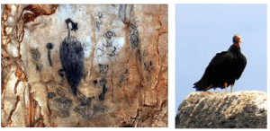Panel prehispánico y aura tiñosa, carroñera típica de la isla (Cathartes aura).