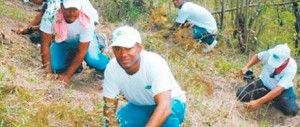 Empleados de la empresa Tropigas reforestan en zona de Dajabón.