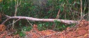 Denuncian tala árboles en Sabana de la Mar