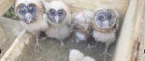 La resurrección de las lechuzas