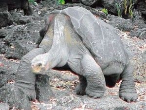 El regreso de las tortugas gigantes