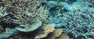 El calor mata a corales caribeños