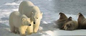 Osos polares y morsas, en riesgo por falta de hielo en el Ártico
