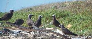 La observación de aves en RD: una industria turística multimillonaria