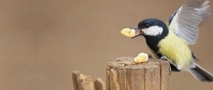 España: 91 especies desaparecerán de Castilla y León por el cambio climático