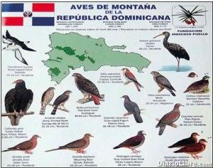 Instrucciones para observar las aves silvestres