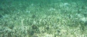 Praderas marinas, en riesgo de extinción
