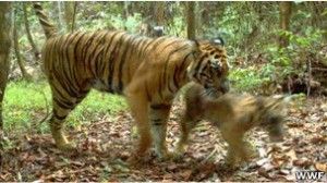 Tigres de Sumatra en peligro por la tala de bosques en Indonesia
