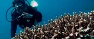 La demanda de coral y animales incita a saquear el fondo marino de Filipinas