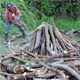 Depredan árboles de caoba y roble en Bonao