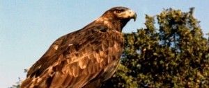 Observan especie de águila que no se veía en México desde 1998