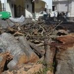 Alcaldía Santiago tala árboles históricos sin autorización de Medio Ambiente.