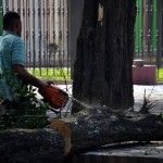 Alcaldía Santiago tala árboles históricos sin autorización de Medio Ambiente.