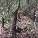 Álvaro Arvelo condenó este martes las acciones de la minera Falcondbrige Dominicana contra los terrenos de Loma Miranda, donde practica la tala de árboles en grandes cantidades.