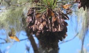 La doctora Yolanda León, de Grupo Jaragua, estimó que el área de la congregación es una pequeña depresión del sustrato calizo de la Sierra, a una altura de 2270 msm., con menos de 1 km2 de superficie.