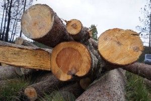 Parte de los troncos de Pino occidental acopiados