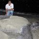 Un ejemplar de tortuga Tinglar (Dermochelys coriacea) de aproximadamente dos metros, arribó la noche del jueves a la playa Manresa y desovó un total de 88 huevos.