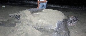 Un ejemplar de tortuga Tinglar (Dermochelys coriacea) de aproximadamente dos metros, arribó la noche del jueves a la playa Manresa y desovó un total de 88 huevos.