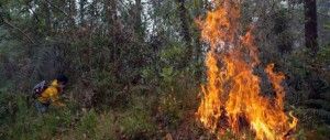 Alcalde de Restauración pide declarar emergencia por fuegos forestales
