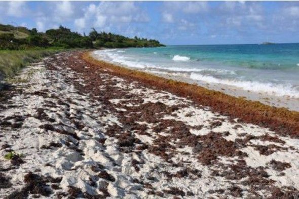 Especialista en dermatología advierte sobre algas extrañas en playas del país