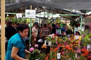 Jarabacoa se “viste” de jardín durante el Festival de las Flores