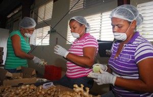 Medio Ambiente anuncia plan de adiestramiento a técnicos y extensionistas agrícolas en el uso de tecnologías de producción más limpia